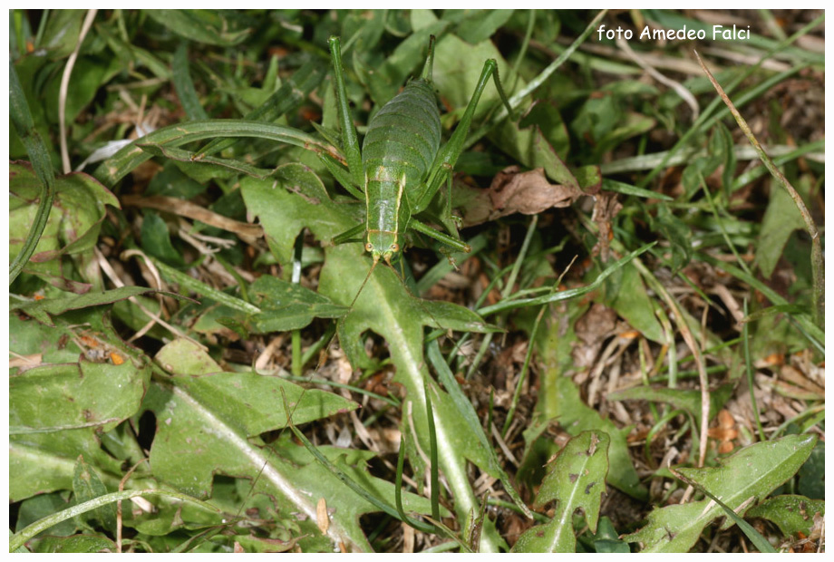 Metaplastes sp. femmina in Sila (CS).